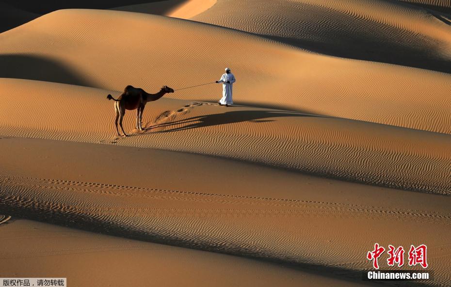 阿联酋莫瑞比沙丘节举行 牵骆驼漫步沙丘画面太美