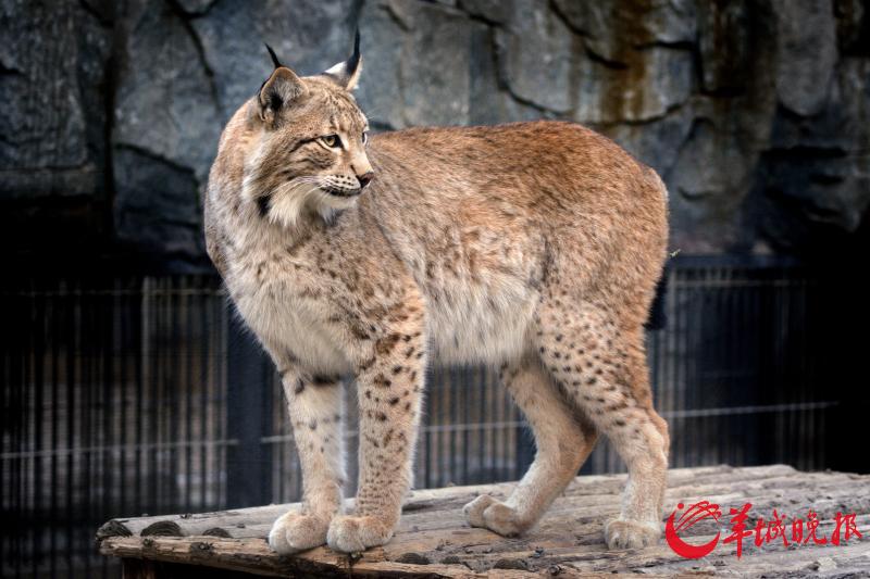 3米,体重15公斤-35公斤,四肢粗长而矫健,与许多猫科动物不同的是,它的